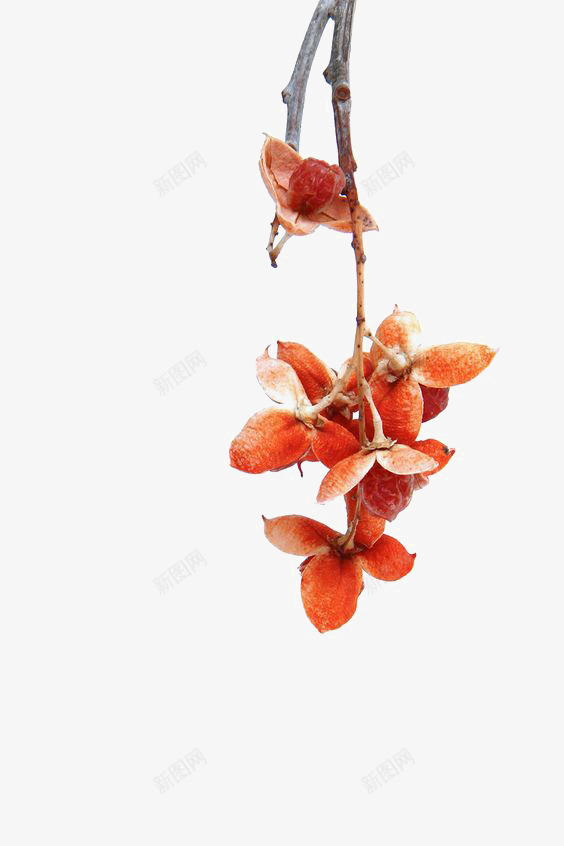 橘色花朵png免抠素材_新图网 https://ixintu.com 唯美 小花 文艺 枝条 清新 花朵装饰 花瓣