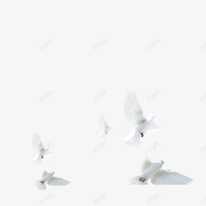 飞翔的鸽子png免抠素材_新图网 https://ixintu.com 动物图 和平鸽 自由 自由飞翔 飞翔 鸽子