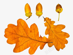 树上的叶子金黄色橡树叶子和果子高清图片