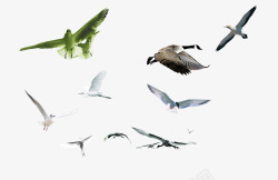 翱翔的大雁飞行的鸟高清图片