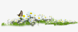 花草植被清新的小雏菊高清图片