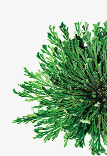 绿色海藻绿色植物海藻高清图片