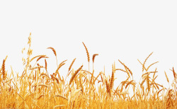 水稻增产金色稻田高清图片