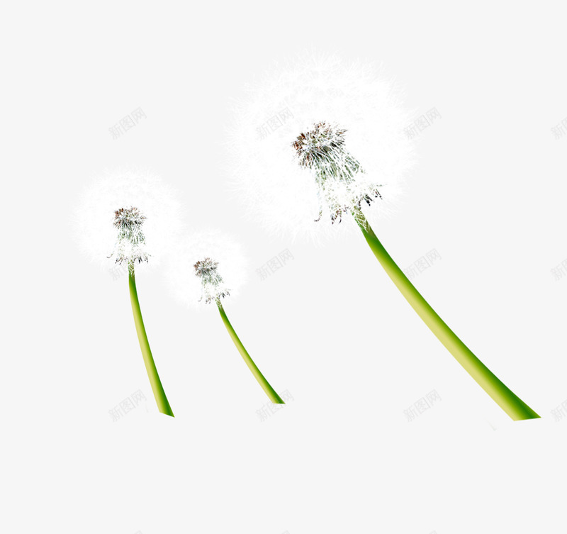 蒲公英psd免抠素材_新图网 https://ixintu.com 三支蒲公英 蒲公英 飞舞的蒲公英
