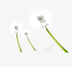 三支蒲公英蒲公英高清图片