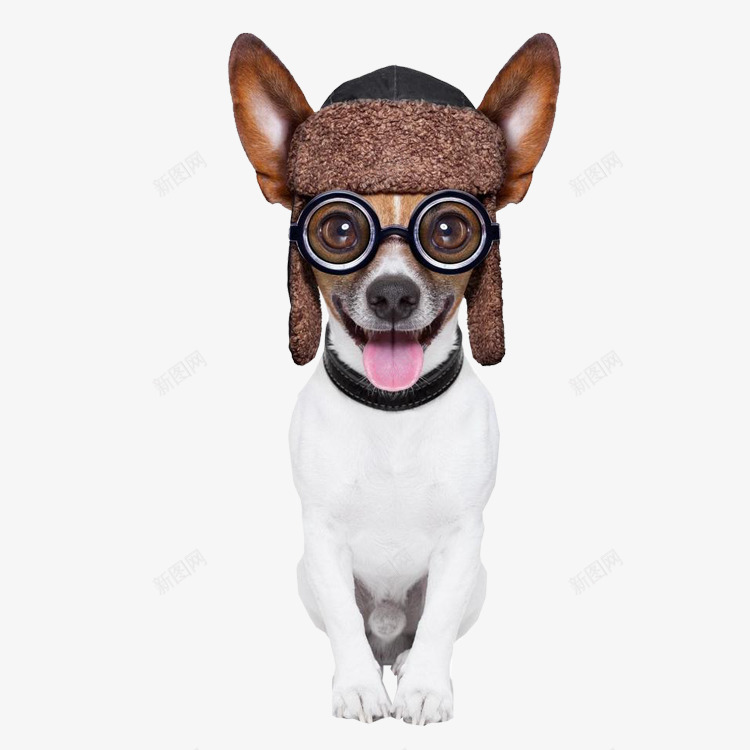 戴眼镜的小狗png免抠素材_新图网 https://ixintu.com 可爱 小狗 帽子 眼镜