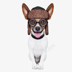 戴眼镜的小狗素材