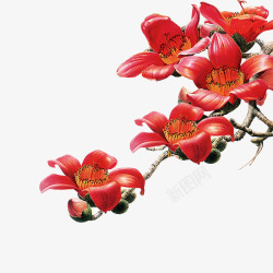 新叶红色树图片木棉花广州花高清图片
