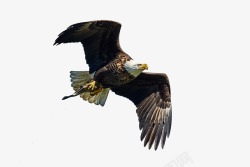 飞翔的秃鹰飞鹰自由飞翔高清图片