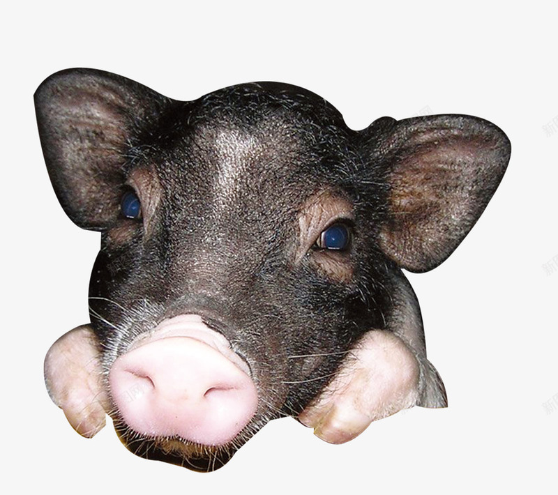 小猪的头像png免抠素材_新图网 https://ixintu.com 动物 头像 宠物 家畜 猪头