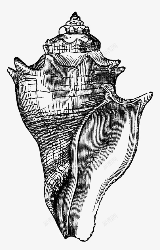 卡通海螺png免抠素材_新图网 https://ixintu.com 卡通 手绘 插画 海螺 海鲜 线条 速写