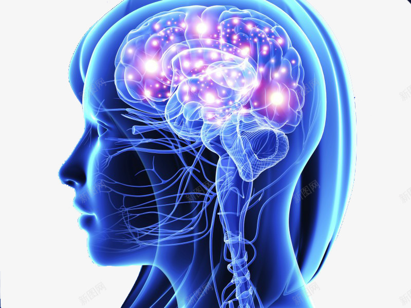 人体神经系统脑系统示意图png免抠素材_新图网 https://ixintu.com 中枢神经系统 人体组织 神经 神经元 神经系统 神经结构 脑神经