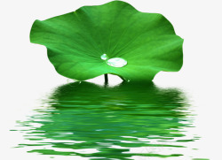 水滴荷叶湖里绿色荷叶上的水滴高清图片