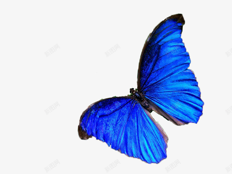 真实的蝴蝶png免抠素材_新图网 https://ixintu.com 蓝色的蝴蝶真是的彩色