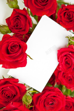 信封里的玫瑰花鲜艳红色玫瑰花信封高清图片