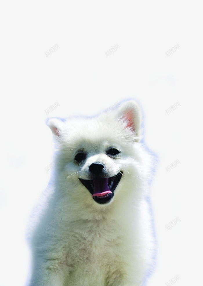 微笑天使png免抠素材_新图网 https://ixintu.com 宠物狗 家养宠物 小型犬