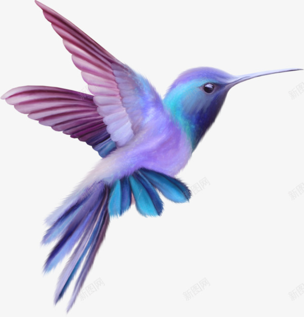 一只尖嘴鸟png免抠素材_新图网 https://ixintu.com 可爱 好看 彩色 手绘