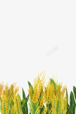 大麦仁唯美小清新节气河流群山下的麦田高清图片