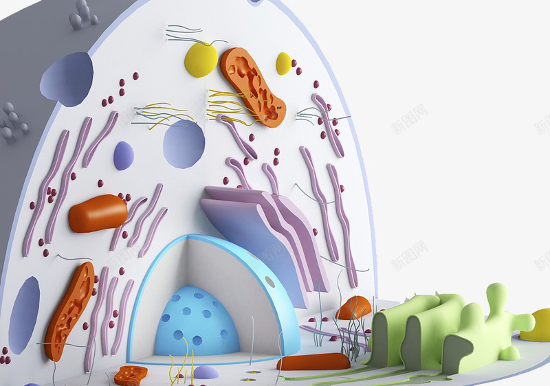彩色细胞核结构png免抠素材_新图网 https://ixintu.com 3D细胞模型 动物细胞 核糖核酸 植物细胞 模型结构 横断面 细胞核 细胞膜 细胞质