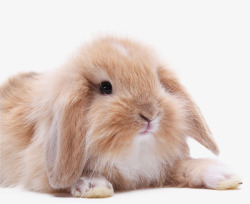 垂耳兔免抠黄色长毛垂耳兔动物高清图片