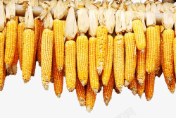 一串玉米黄色干玉米高清图片