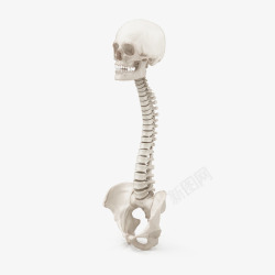 头骨和脊柱骨盆素材