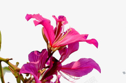 紫红色红花羊蹄甲开花系列素材