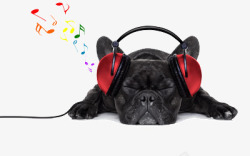 音乐狗听音乐的狗高清图片