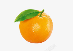 脐橙叶子黄色橙子高清图片