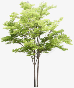 景观剖面树透明绿色景观树高清图片