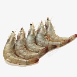 多尔厄瓜多尔白虾高清图片