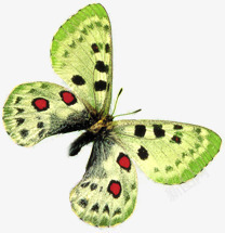 绿色环保素材绿色环保清爽蝴蝶高清图片