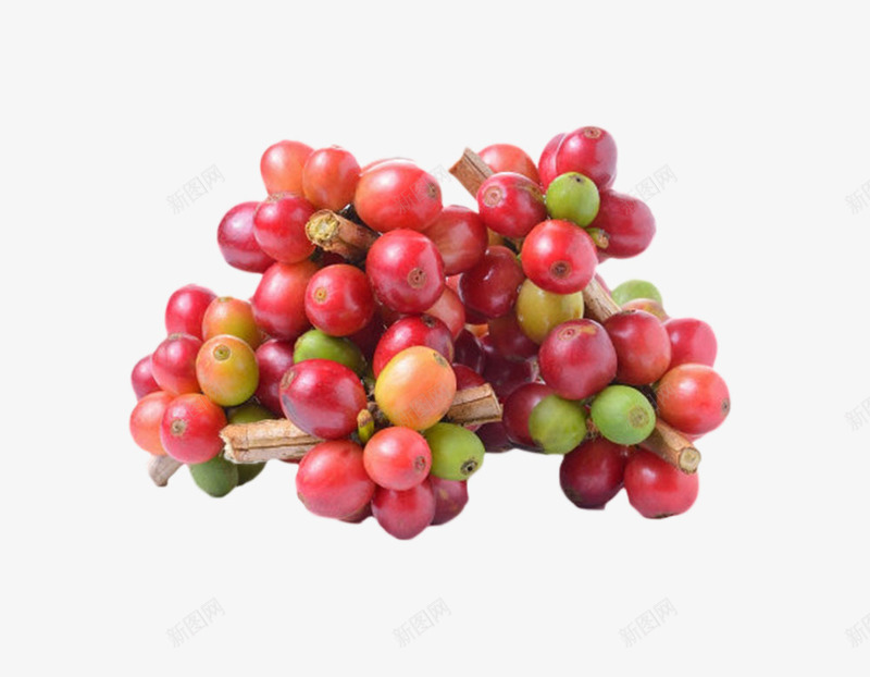 红色一堆成熟的咖啡果实物png免抠素材_新图网 https://ixintu.com 反光 咖啡属 咖啡族 咖啡果 成熟 果实 植物界 浆果 种子 茂盛 食物 龙胆目