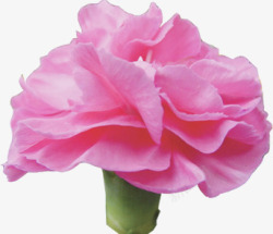 清新粉色母亲节春季花朵素材