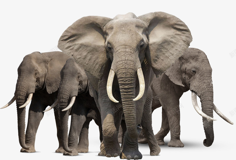 强大魁梧的非洲象家族png免抠素材_新图网 https://ixintu.com 动物 大象家族 强大魁梧风格 非洲象