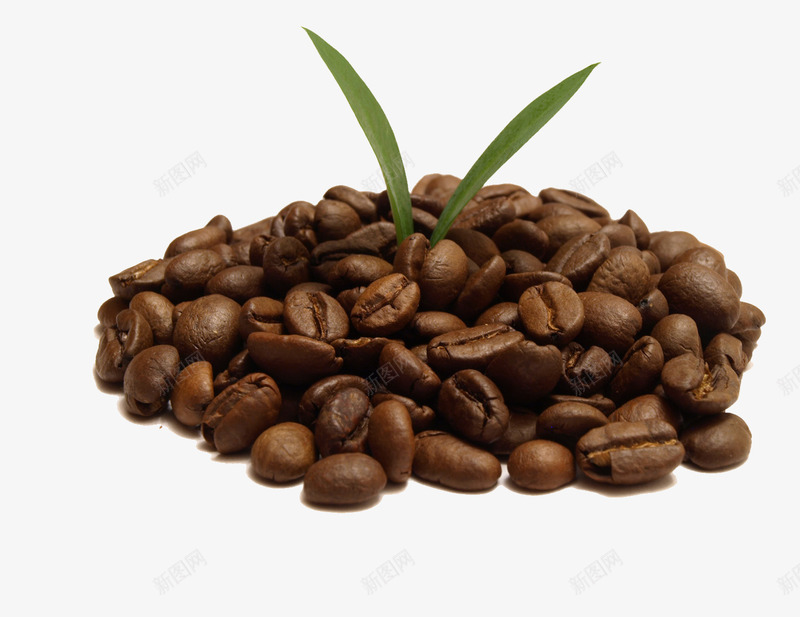 咖啡果png免抠素材_新图网 https://ixintu.com 原料 咖啡 果实 食材 食物