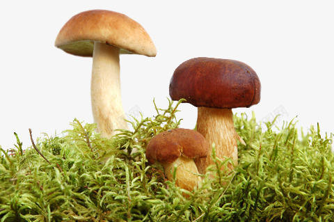 草地里面蘑菇png免抠素材_新图网 https://ixintu.com 双孢蘑菇 绿色草地 蘑菇 蘑菇免抠素材