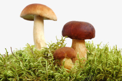 草地里面蘑菇素材