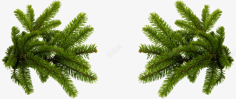 圣诞节的松枝psd免抠素材_新图网 https://ixintu.com PNG免抠图下载 Xmas merry 松柏 植物 装饰