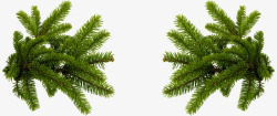 松柏籽装饰圣诞节的松枝高清图片