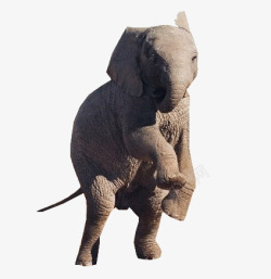 站起来的大象动物素材