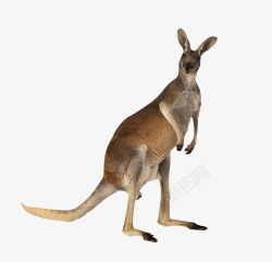 有袋动物澳洲袋鼠高清图片