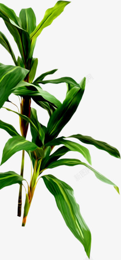 热带雨林的植物热带雨林景观植物高清图片