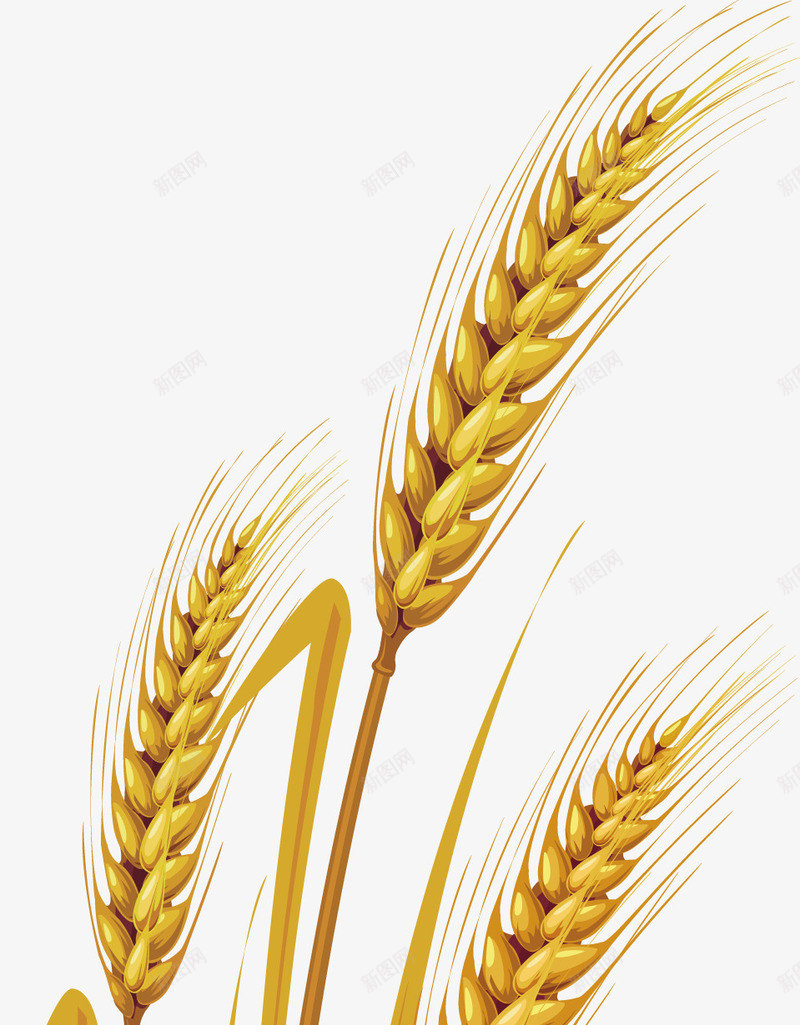 小麦png免抠素材_新图网 https://ixintu.com 绿色食品 蔬菜 麦子
