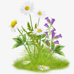 蓝紫色的铃铛花实物草地野花白色小菊花铃铛花高清图片