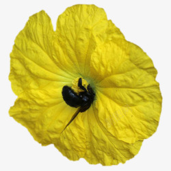 娇艳的黄色丝瓜花小蜜蜂在丝瓜花上采蜜图高清图片