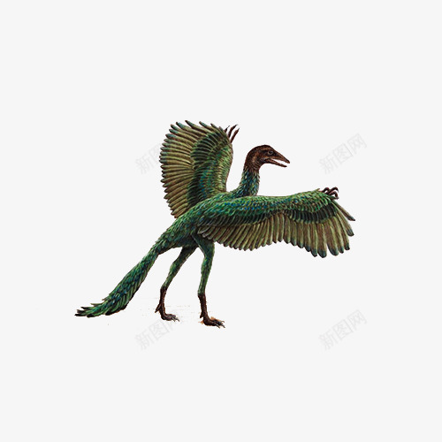 始祖鸟png免抠素材_新图网 https://ixintu.com 侏罗纪 化石 恐龙 绘画