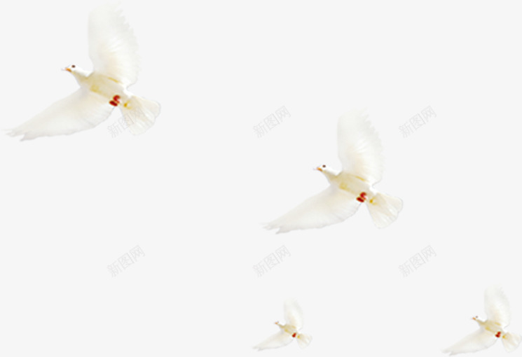 飞在空中一群白色和平鸽png免抠素材_新图网 https://ixintu.com 和平鸽 白色 空中