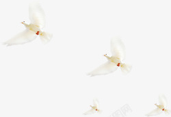 飞在空中一群白色和平鸽素材