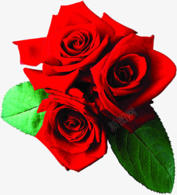 红色热情浪漫玫瑰花婚庆素材
